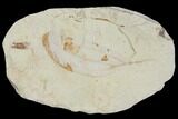 Miocene Fossil Leaf - Augsburg, Germany #139165-1